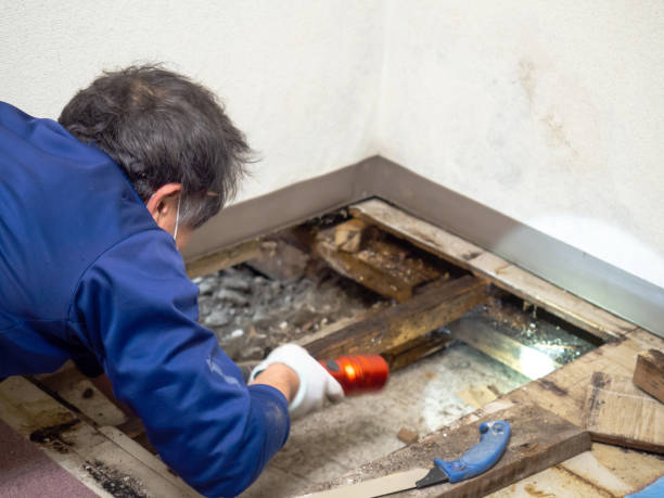 Professional Mold Removal in Tomball, TX