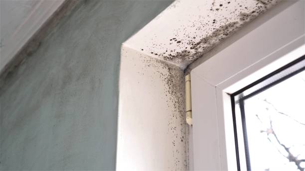 Best Mold Testing and Removal  in Tomball, TX