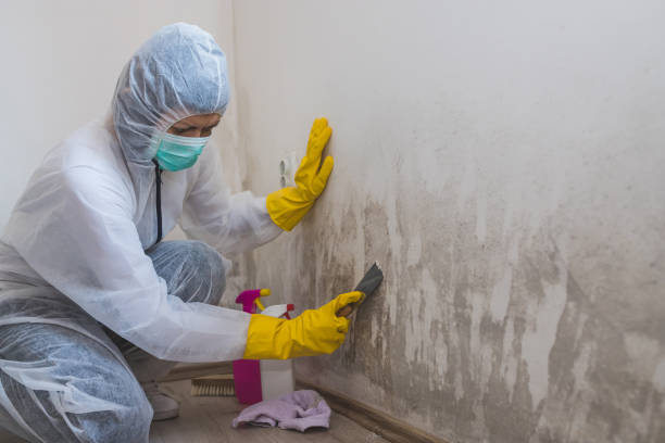 Mold Testing and Removal in Tomball, TX