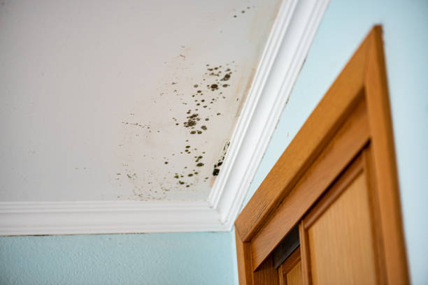 Mold Removal Process in Tomball, TX