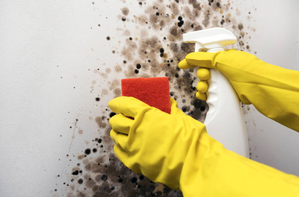 Best Mold Remediation  in Tomball, TX