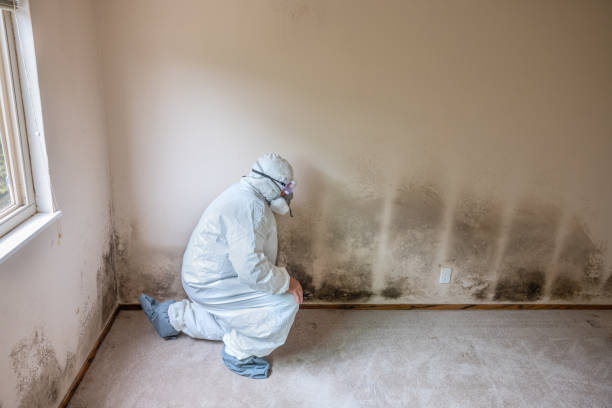 Best Emergency Mold Removal  in Tomball, TX