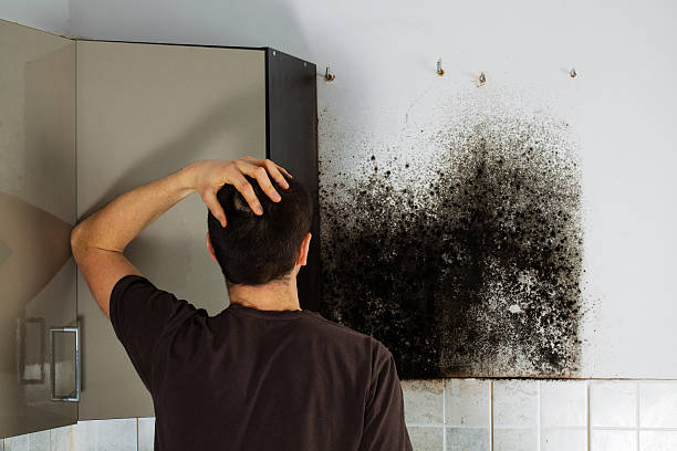  Tomball, TX Mold Removal Pros