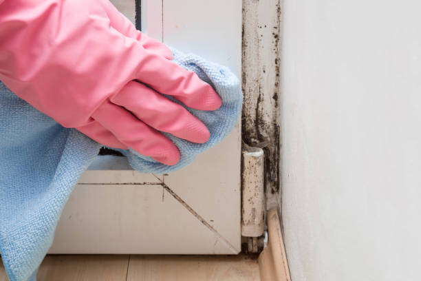 Best Toxic Mold Removal  in Tomball, TX